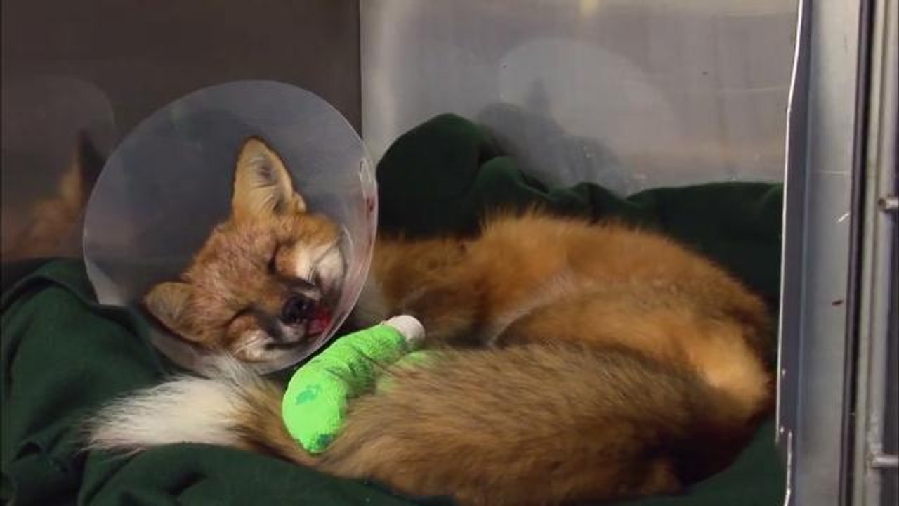 This fox was nurtured back to health after bein...
