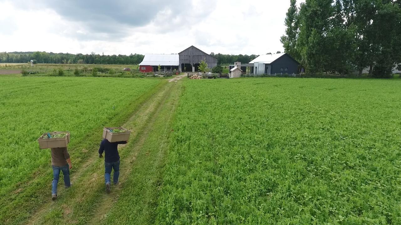 These Canadian farmers are bringing their organic crops to local food centres