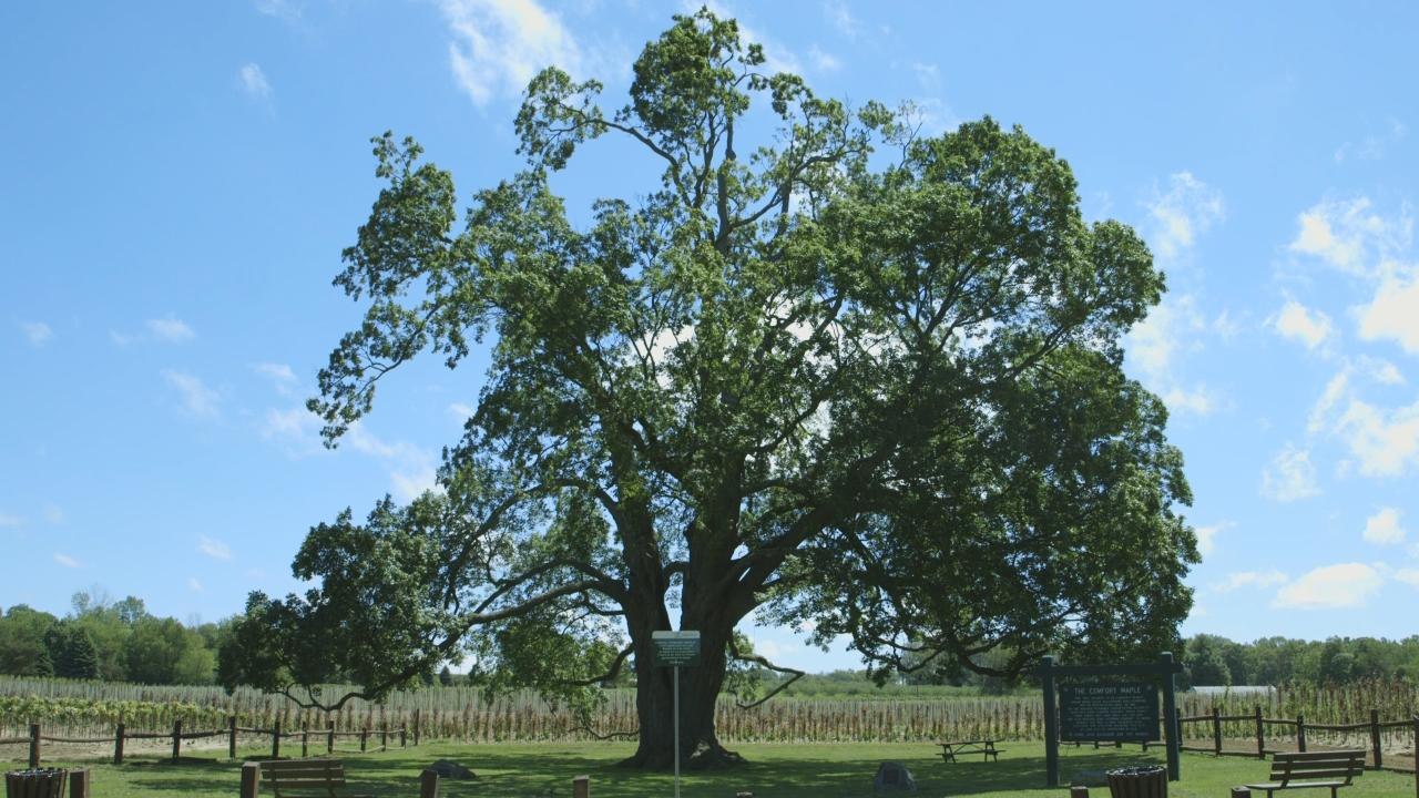 This sugar maple tree is older than Canada itself