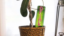 Never neglect your plants again with this DIY wine bottle waterer