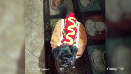 Celebrate Halloween with these adorable dog costumes