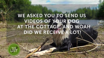 Celebrate the dog days of summer