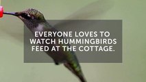 Keep hummingbirds happy with this DIY feeder