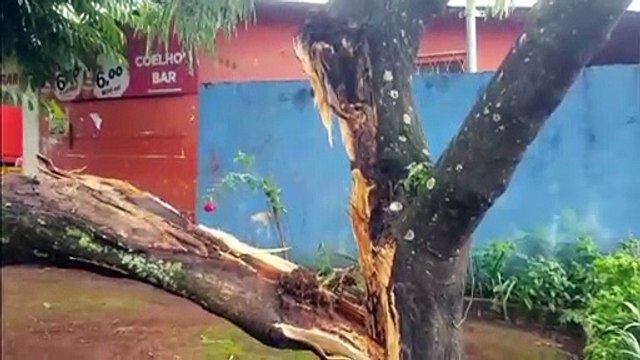 Árvore é derrubada com a força do vento no Cascavel Velho