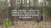 Protect yourself—and your dog—from Lyme disease with these tick-fighting tips