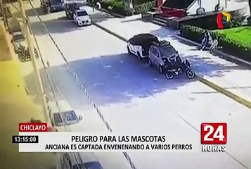 Chiclayo: captan a mujer que envenena a perros en Monsefú