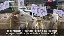 Pour dénoncer les attaques des loups, les brebis montent à Paris