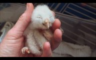 Wildlife refuge tries to save a days-old barred owl