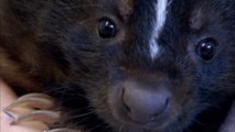 Visit an orphaned skunk at Hope for Wildlife Society
