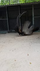 Love Dance of the Crested Argus