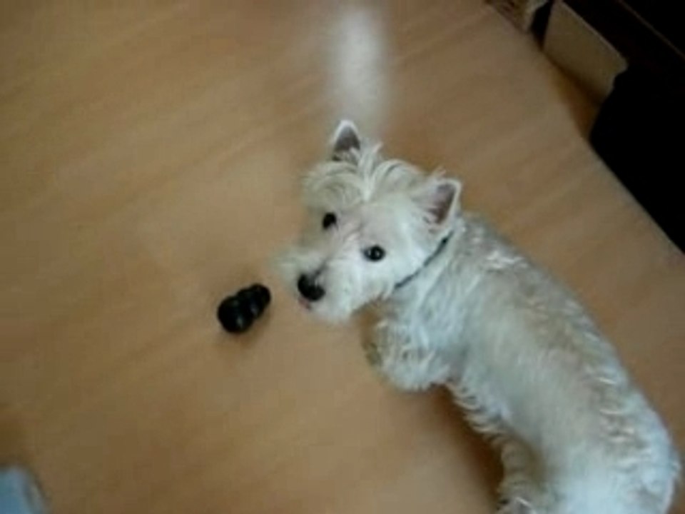Mon biscuit est vivant