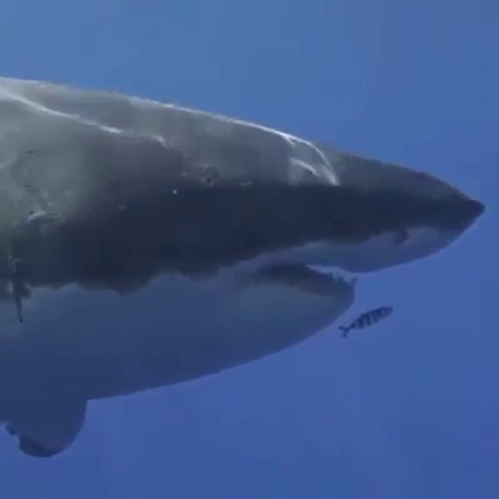 Un petit poisson n'a pas peur du gros requin blanc et nage devant sa gueule