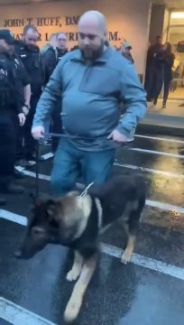 Ce chien policier sort de chez le vétérinaire après avoir reçu 4 balles, accueilli comme un héro