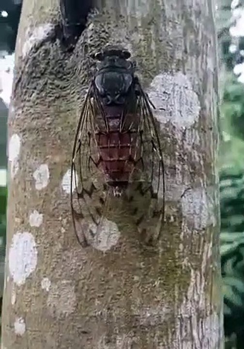 Le chant d'une cigale filmé tout prêt : impressionnant