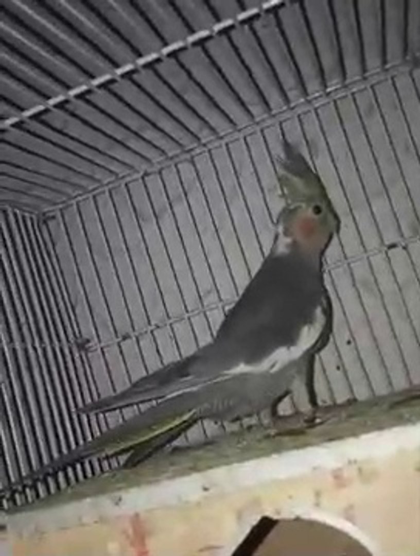 cocktail grey parrot