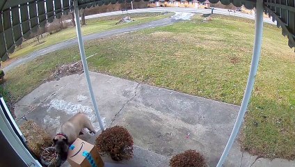 Perro roba un paquete Amazon