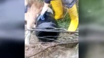 Köpeğin başına geçen plastik bidon çıkarıldı - ADIYAMAN