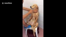 Golden retriever totally chilled out as it gets washed in the shower