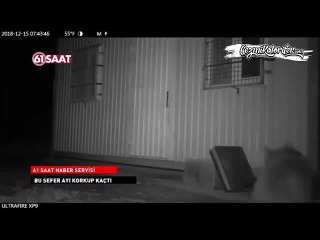 Evine Dadanan Ayıya Amerikanvari Bir Söylemle Yaklaşan Trabzonlu