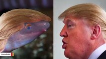 Newly Discovered Amphibian That Likes To Bury  Head In Sand Has Been Named after Trump