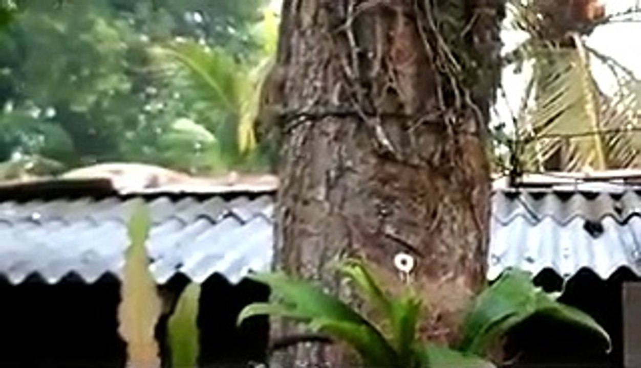 Busy squirrel