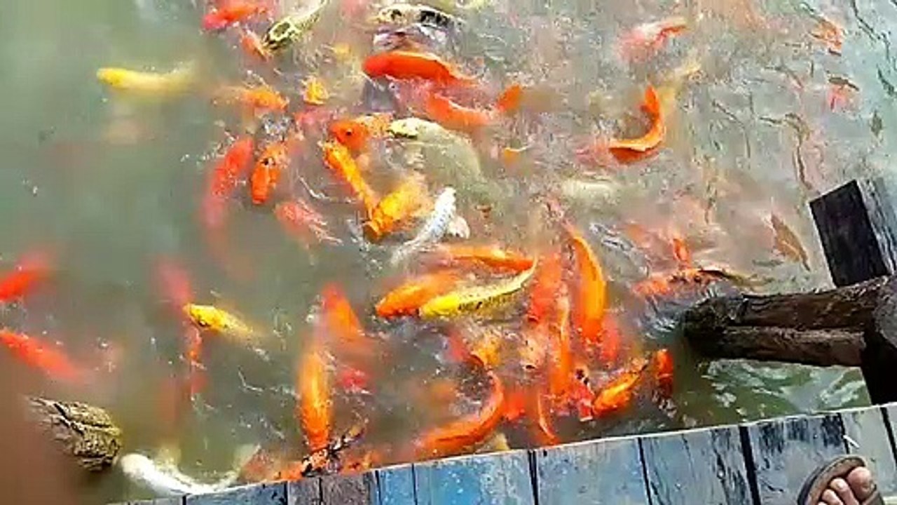 fish dancing
