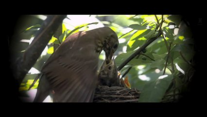 A.R.Rahman - Pullinangaal (Soundtrack from 2.0)