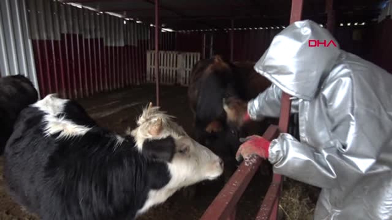 İzmir Ünlü Dana Ferdinand'ın Keyfi Yerinde