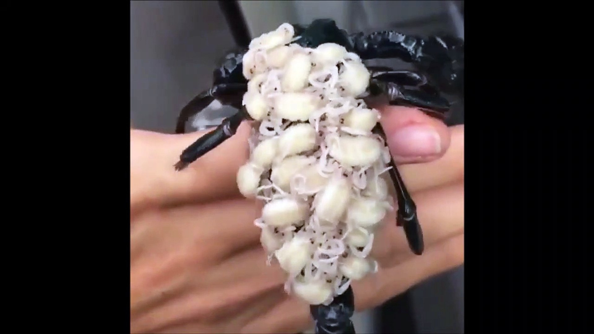 Ce Scorpion Porte Ses Bebes Sur Son Dos Video Dailymotion