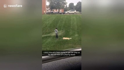 Lazy dog plays possum to avoid getting up to walk with owner