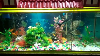 Dolphin Fish Aquarium Itarsi