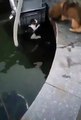 Kahraman köpek, sudan çıkamayan kediyi kurtardı