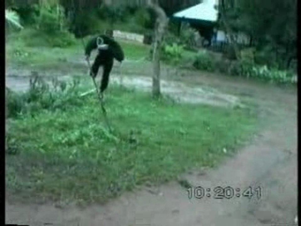 Monkey