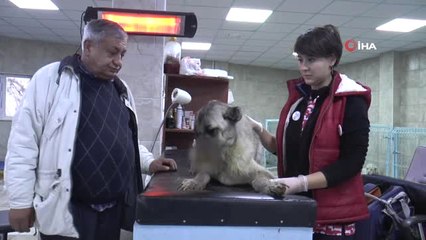 Böyle Vahşet Görülmedi...köpeğin Yüzüne Kimyasal Madde Döküp, Kulaklarını Kestiler