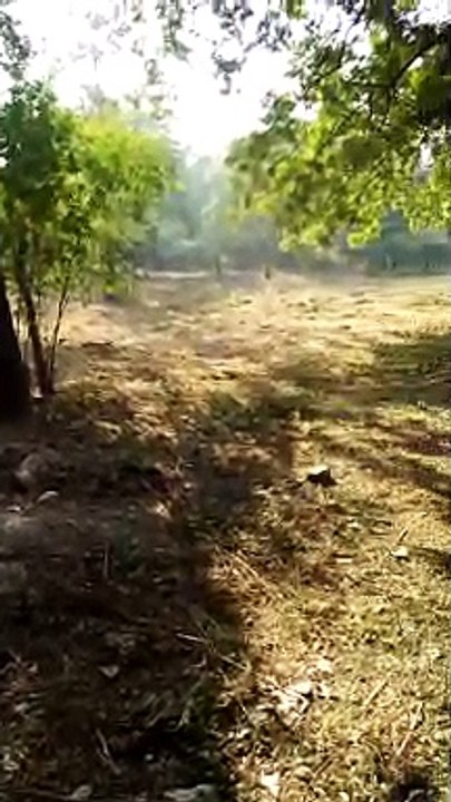 Dog run