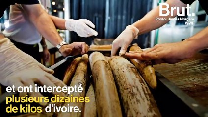 Réchauffement climatique : florilège de bonnes nouvelles pour rester optimiste