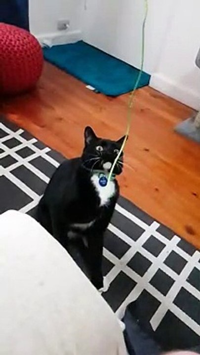 Un chat joue avec une ficelle en slow motion