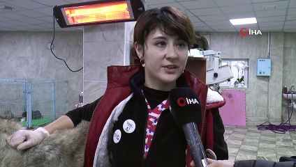 Köpeğin Yüzüne Kimyasal Madde Döküp, Kulaklarını Kestiler