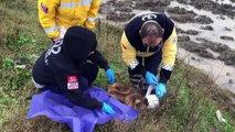 Otomobilin çarptığı köpeğe 112 Acil Servis ekibi müdahale etti - SAKARYA