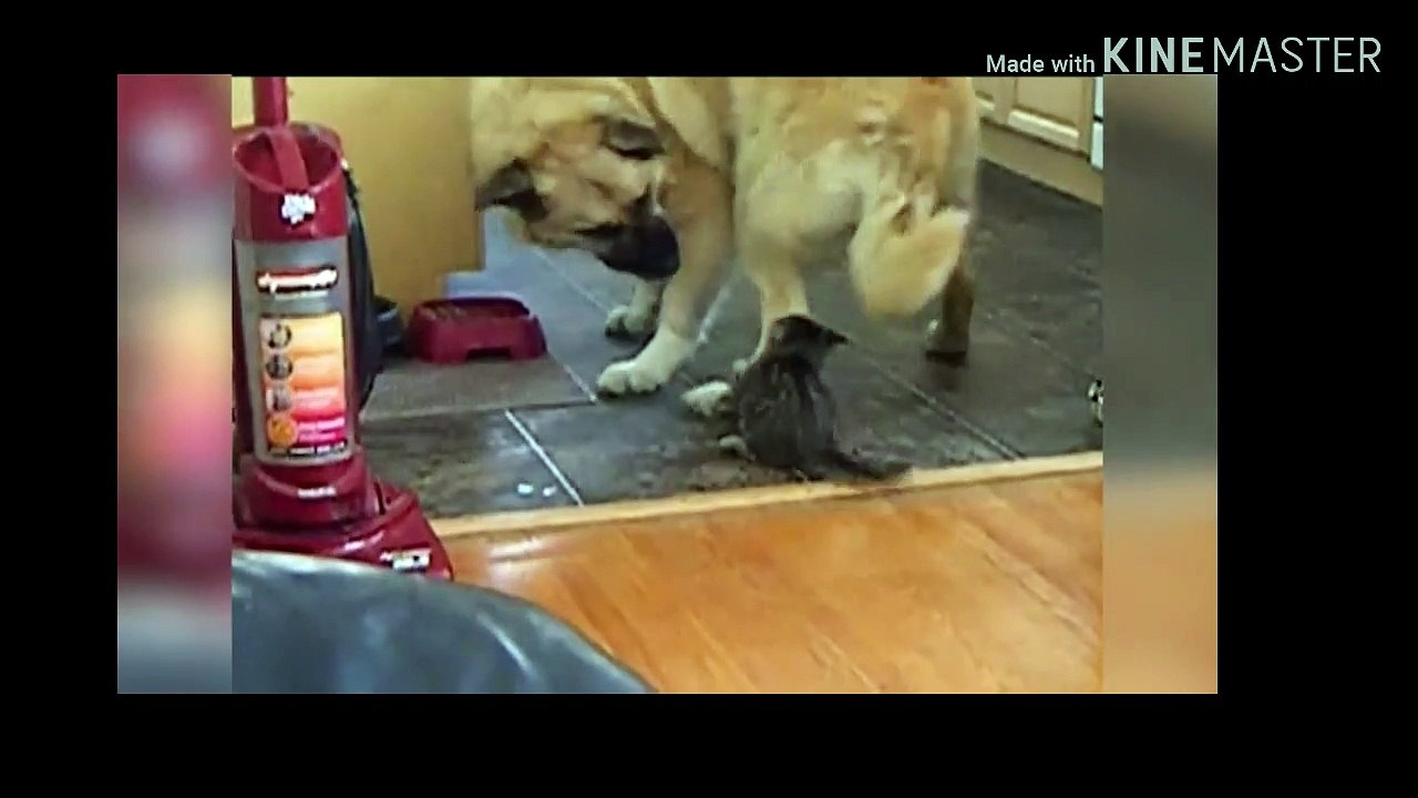 FUNNY DOG&CATS