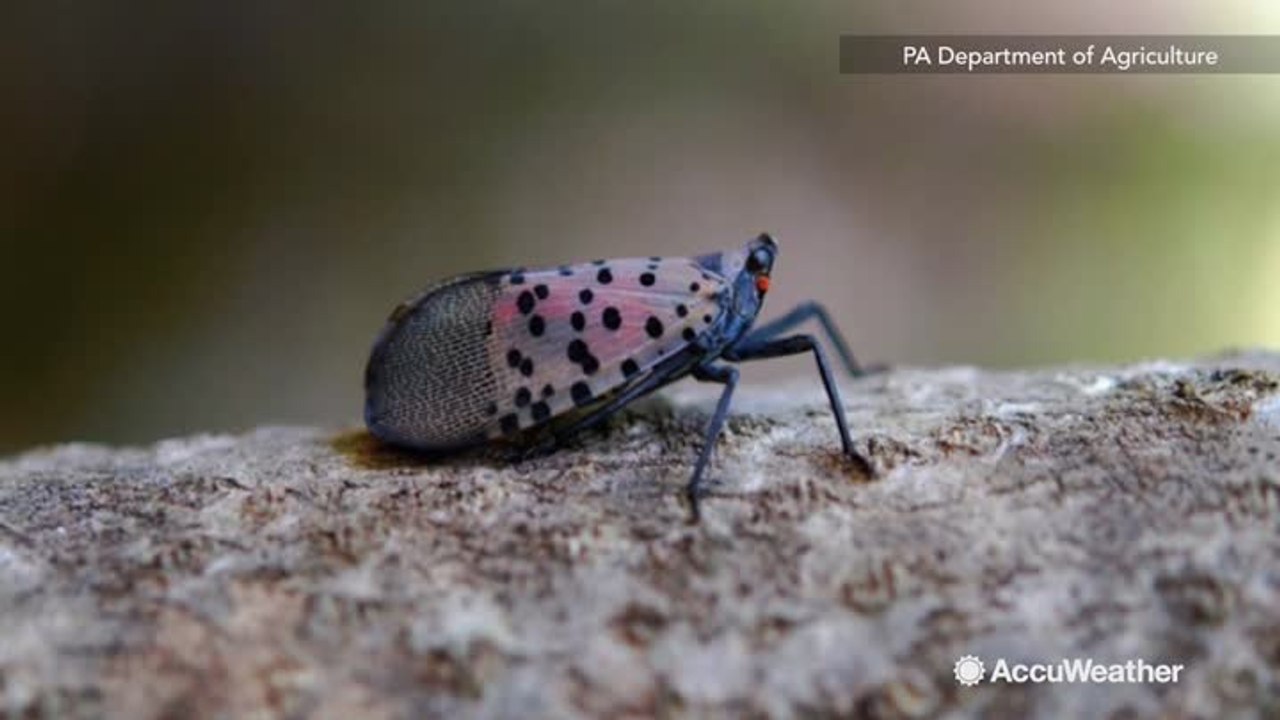 A dangerous and destructive pest could be lurking inside Christmas trees