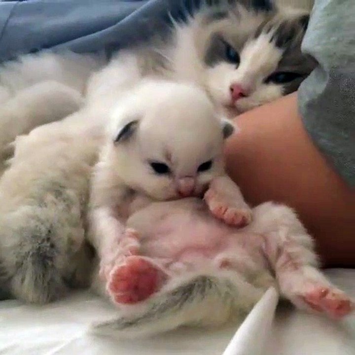 Cute little kitty