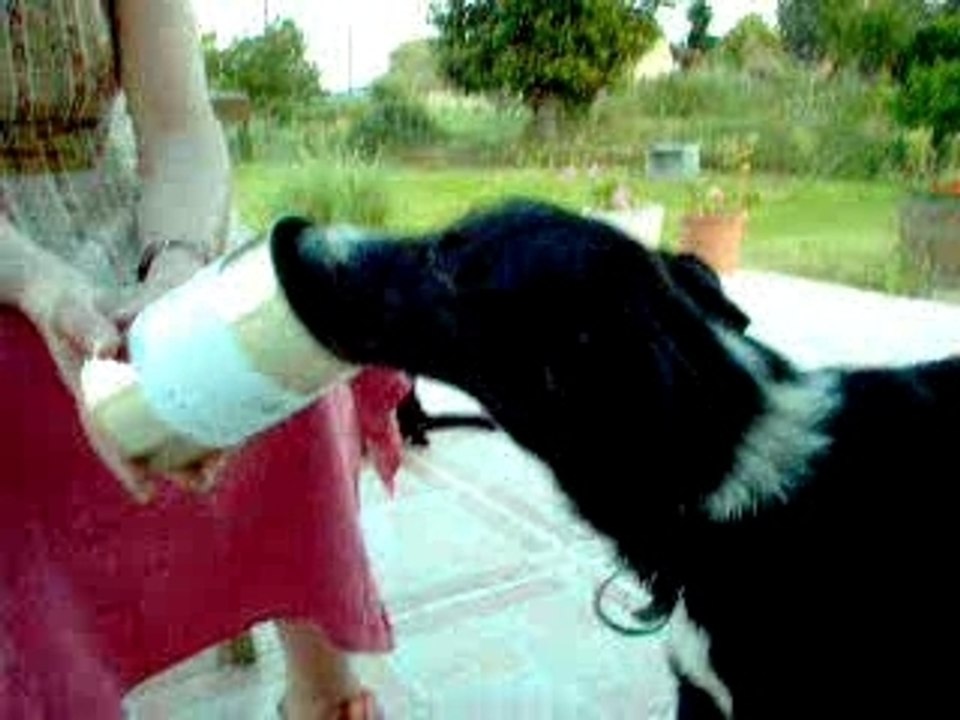 chipie et la boite axoa