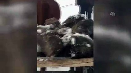 Elektrik arızasını tamir için at arabasıyla malzeme taşıyorlar - ERZURUM