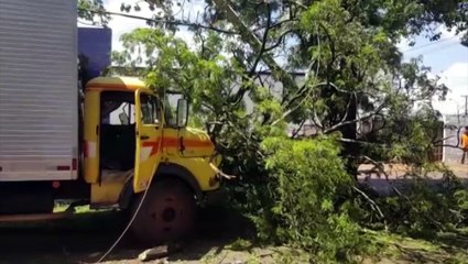 Caminhão derruba árvore e poste no Bairro Maria Luiza