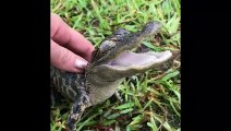 Cute Reptiles - Funny and Amazing Reptiles Compilation #3 - 2018