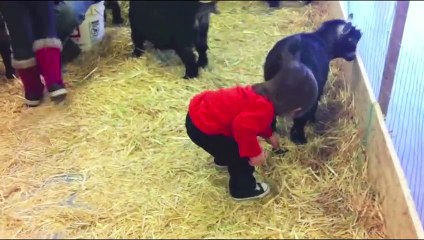 Funny Baby and Goat - Cute Baby and Animals Compilation