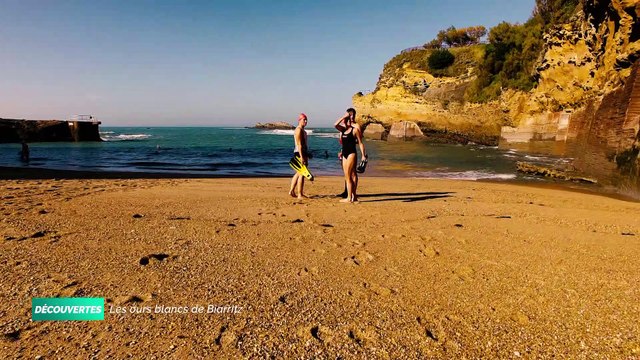 Découvertes - Ours Blancs de Biarritz