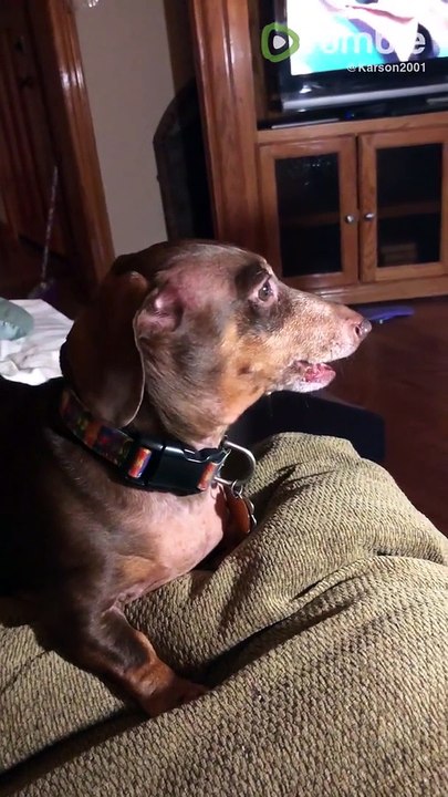 Football-loving dog howls after touchdown