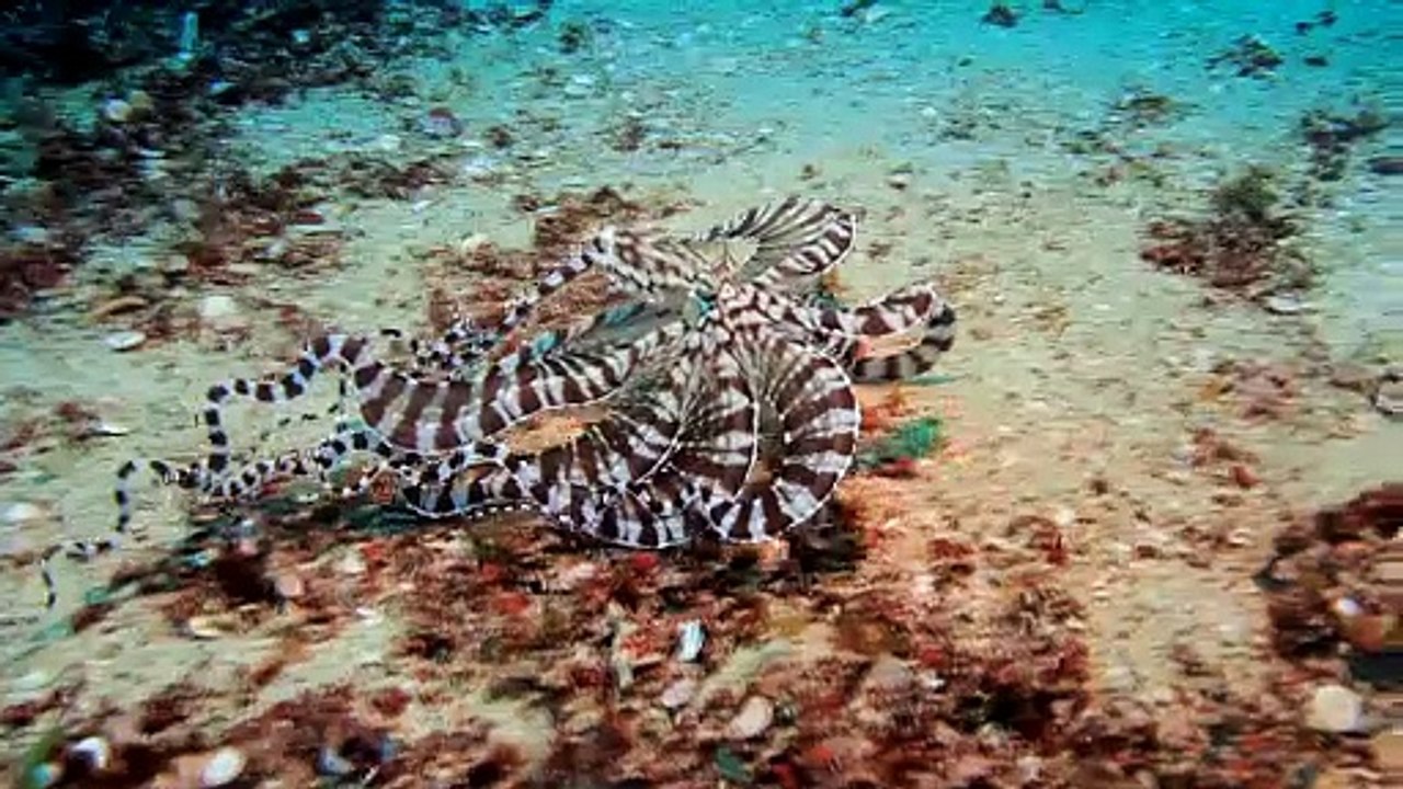 Mimic Octopus Sighting